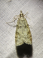 Scoparia subfusca
