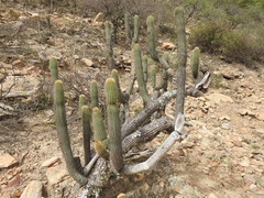 Cleistocactus tominensis