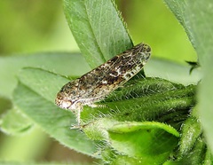 Allygidius atomarius