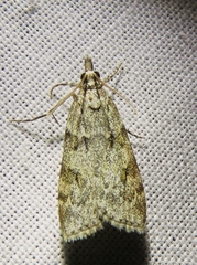 Scoparia subfusca