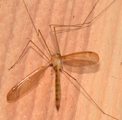 Nephrotoma macrocera