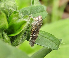 Allygidius atomarius