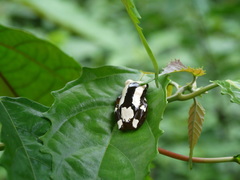 Afrixalus paradorsalis