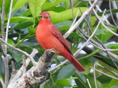 Piranga rubra