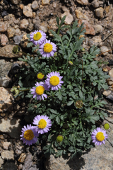 Brachyscome stuartii