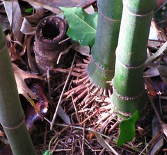 Phyllostachys nuda