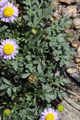 Brachyscome stuartii