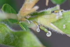 Acizzia jamatonica