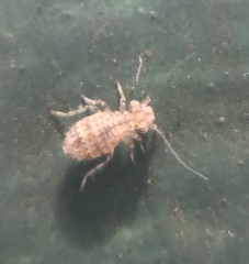 Cerobasis