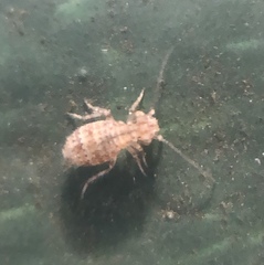 Cerobasis