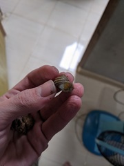 Euchelus scaber