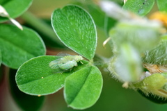 Acizzia jamatonica