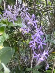 Petrea