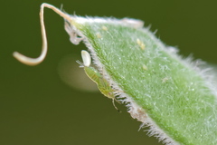 Acizzia jamatonica