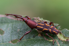 Arrhenodini
