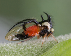 Cyphonia trifida