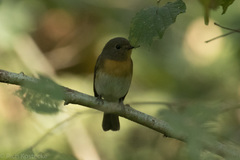 Cyornis rubeculoides