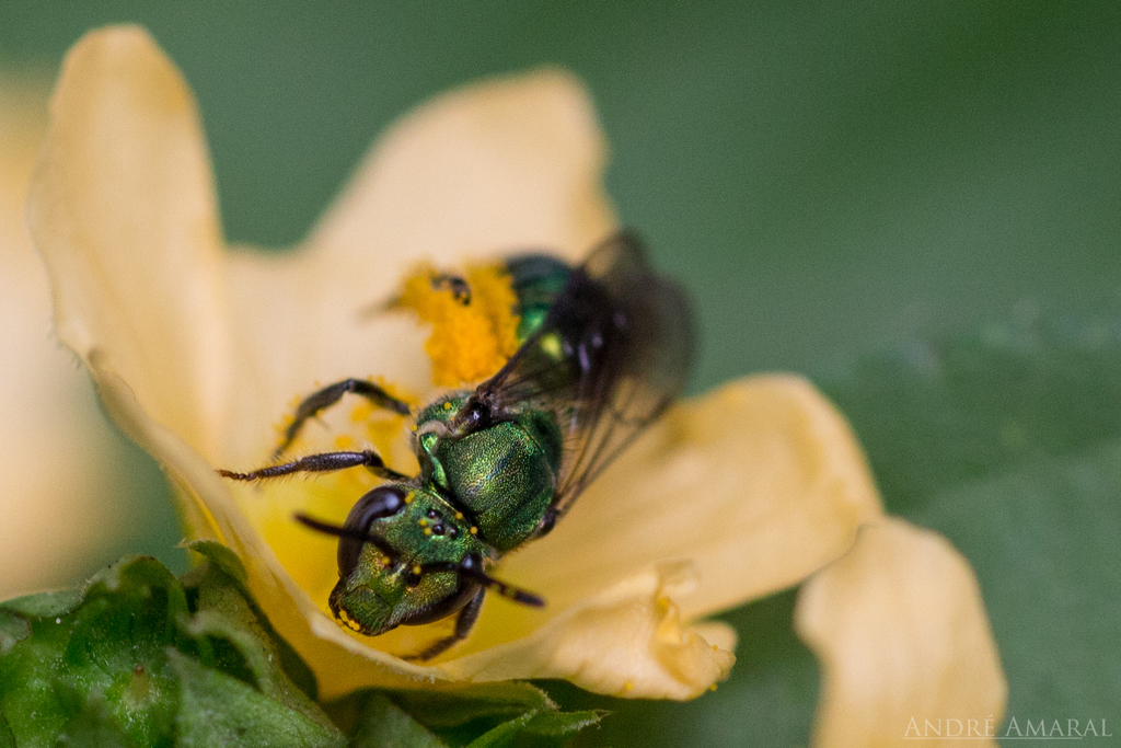 Augochlora caerulior