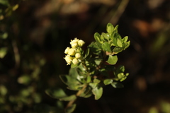 Baccharis rupicola