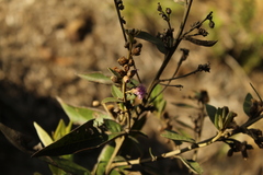 Lepidaploa karstenii