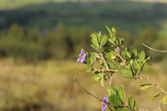 Lycianthes lycioides