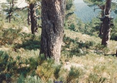 Cytisus oromediterraneus