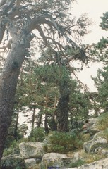 Cytisus oromediterraneus