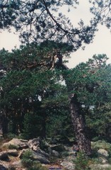 Cytisus oromediterraneus