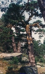 Cytisus oromediterraneus