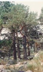 Cytisus oromediterraneus