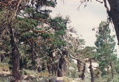 Cytisus oromediterraneus