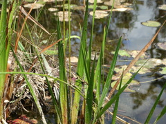 Xyris fimbriata