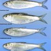 Clupeoidei - Photo (c) uconnbirdfish, μερικά δικαιώματα διατηρούνται (CC BY-NC-ND), uploaded by uconnbirdfish
