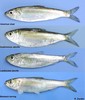 Anadromous Shads - Photo (c) uconnbirdfish, some rights reserved (CC BY-NC-ND), uploaded by uconnbirdfish
