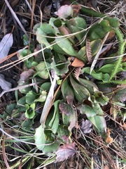 Sarracenia purpurea venosa