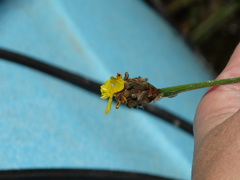 Xyris fimbriata