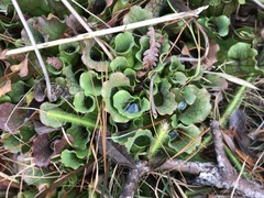 Sarracenia purpurea venosa