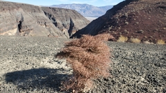 Eriogonum rixfordii
