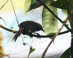 Cinnycerthia olivascens