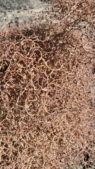 Eriogonum rixfordii