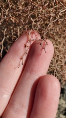 Eriogonum rixfordii