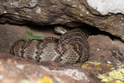 Crotalus ornatus