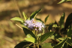 Chromolaena leivensis