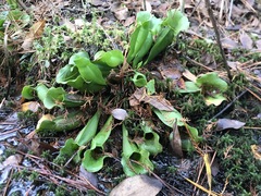 Sarracenia purpurea venosa