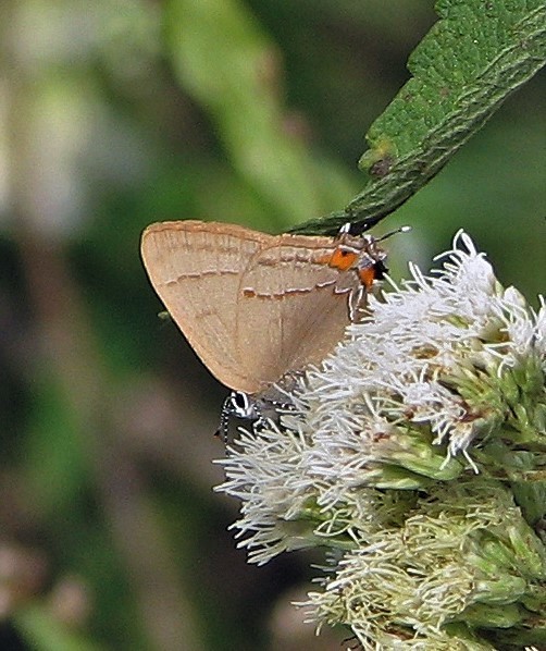 Badecla argentinensis