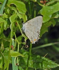 Badecla argentinensis