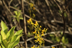 Cyrtochilum densiflorum