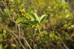 Muehlenbeckia tamnifolia