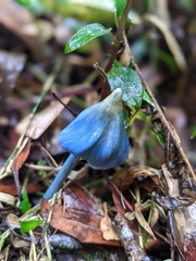 Entoloma virescens