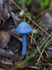Entoloma virescens